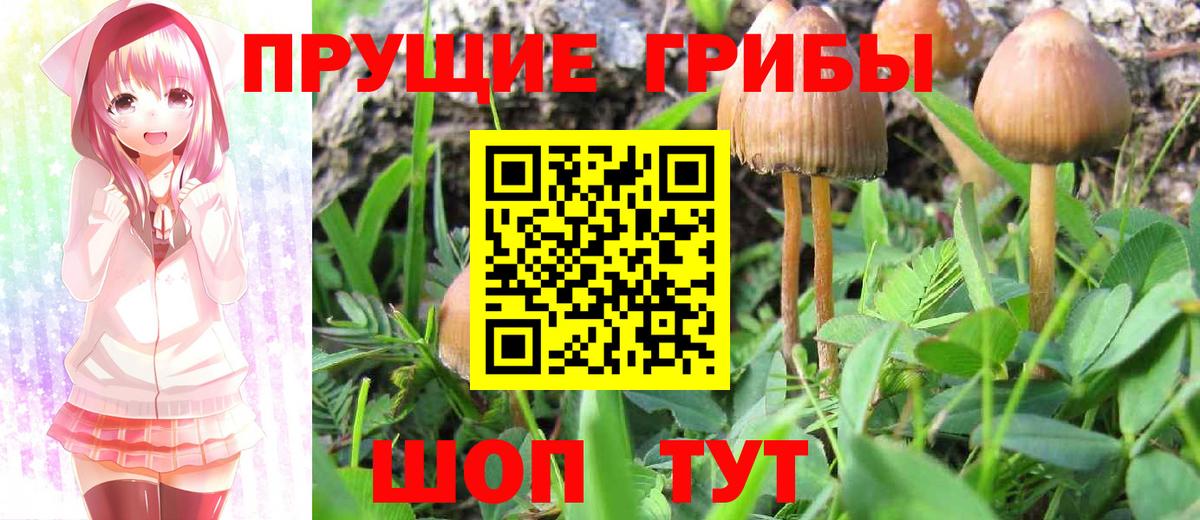 Галлюциногенные грибы Psilocybine cubensis Канаш